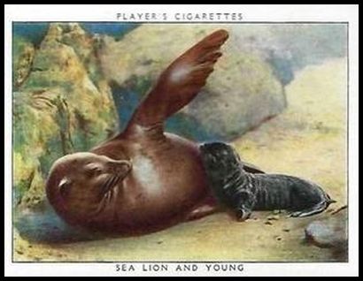 21 Sea Lion and Young